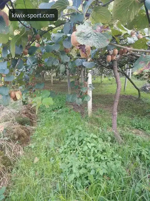 资深用户亲测：奇异果体育流畅通关的实战心得与经验分享
